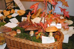 Ob gobarski evforiji je bila tudi razstava bogata 5